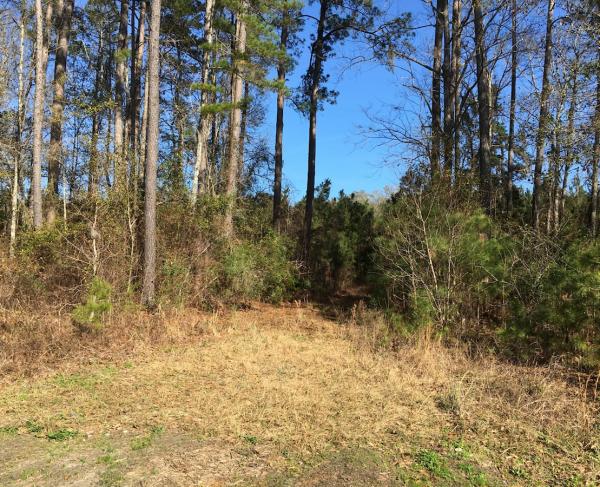 Port Royal Island near Gray's Hill, the highest point of land on the island, about 6 miles north of downtown Beaufort.